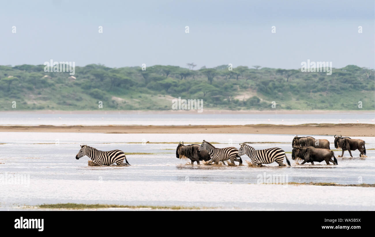 Der Führer, Zebras und Gnus auf der großen Migration, Lake Ndutu, Serengeti, Tansania Stockfoto