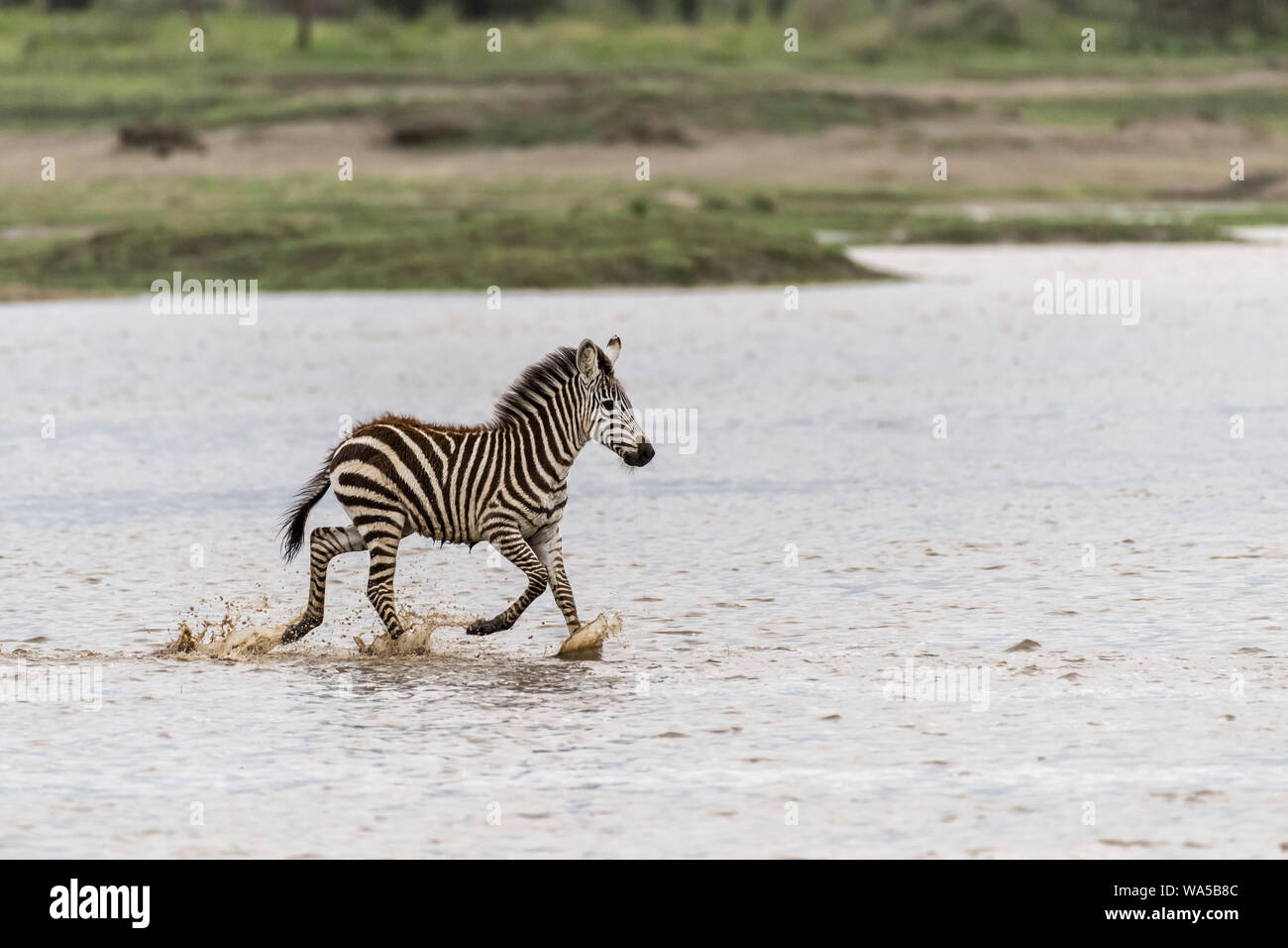 Baby Zebra (braun geboren), die durch das Wasser, Lake Ndutu, Serengti, Tansania Stockfoto