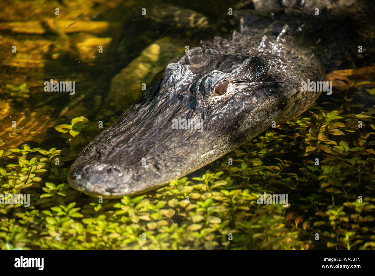Swamp, Florida Everglades National Park. USA Stockfoto