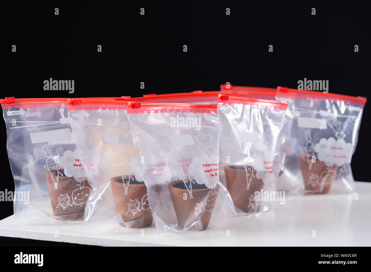 Viele zip Beutel mit Terrakotta Topf mit Kaktus auf einem weien und  schwarzen Hintergrund im Studio gepflanzt. Prozess der Aussaat Kakteen  Pflanze aus Samen Stockfotografie - Alamy