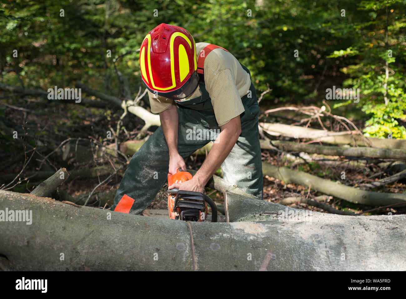 Holzfäller arbeiten im Wald Stockfoto