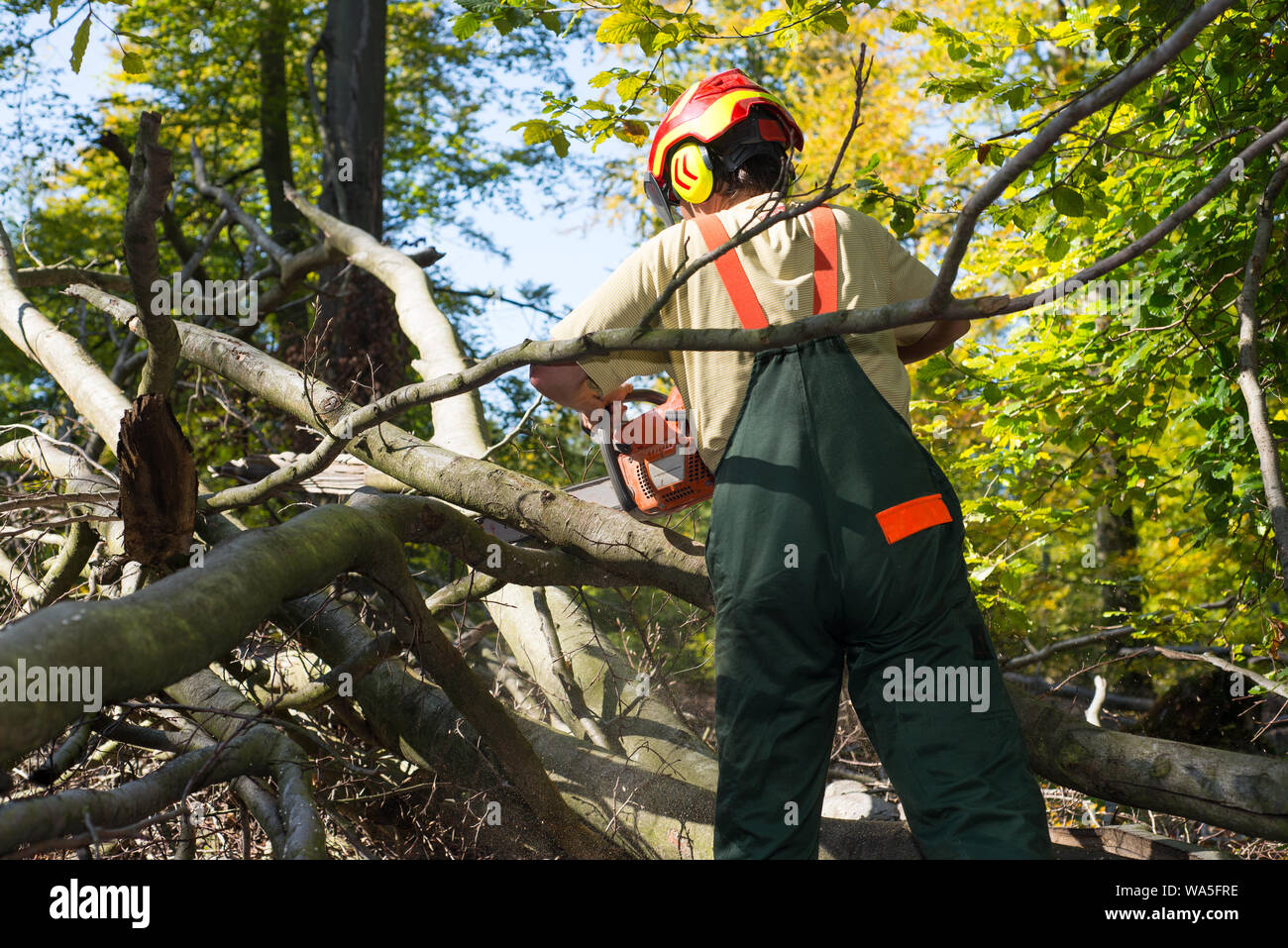 Holzfäller arbeiten im Wald Stockfoto