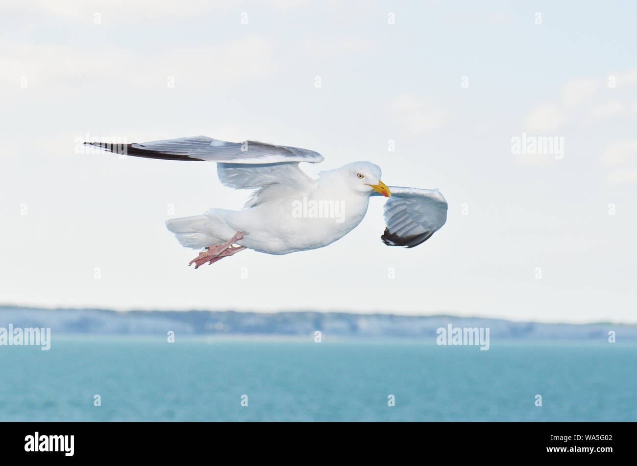 Wilde Taube in der Natur im Flug aus dem sidedove Flug Stockfoto
