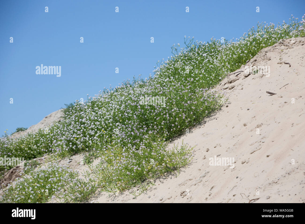 Europäische Meersenf (Cakile maritima) oder Strandrauke, Brouwershaven, Zeeland, Niederlande Stockfoto