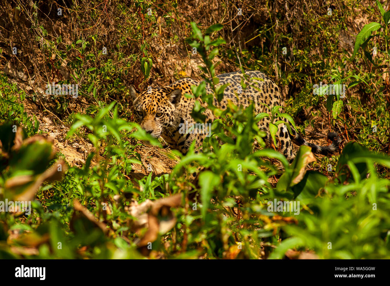 Jaguar ist die größte Katze in Südamerika, hier die große Katze ist zu Fuß am Ufer des Cuiabá Fluss, Pantanal von Mato Grosso, Brasilien Stockfoto