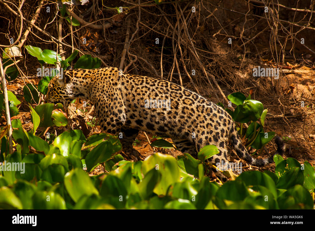 Jaguar ist die größte Katze in Südamerika, hier die große Katze ist zu Fuß am Ufer des Cuiabá Fluss, Pantanal von Mato Grosso, Brasilien Stockfoto