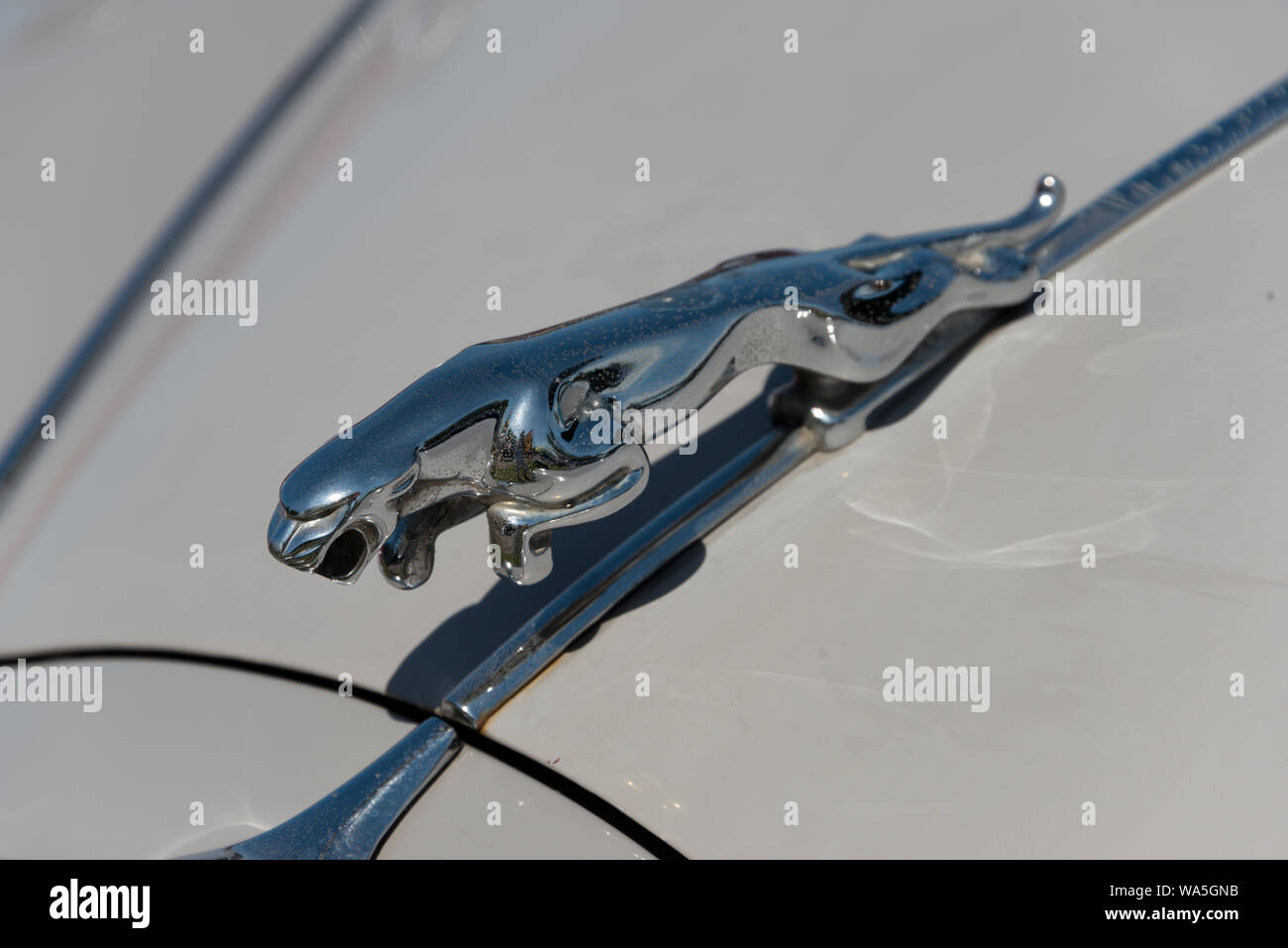 Jaguar Emblem auf einem grauen Jaguar Stockfoto