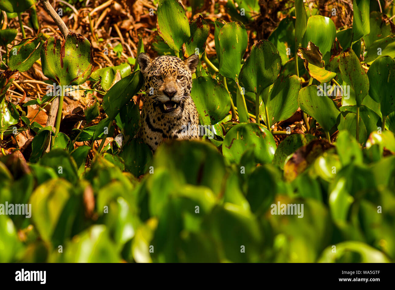 Jaguar ist die größte Katze in Südamerika, hier die große Katze ist zu Fuß am Ufer des Cuiabá Fluss, Pantanal von Mato Grosso, Brasilien Stockfoto