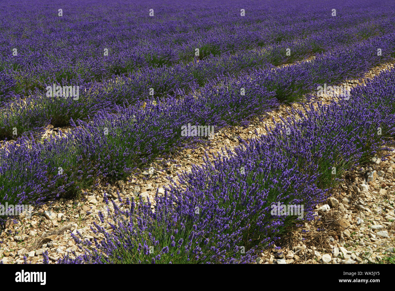 Lavendel fiel in der Provence, Frankreich Stockfoto