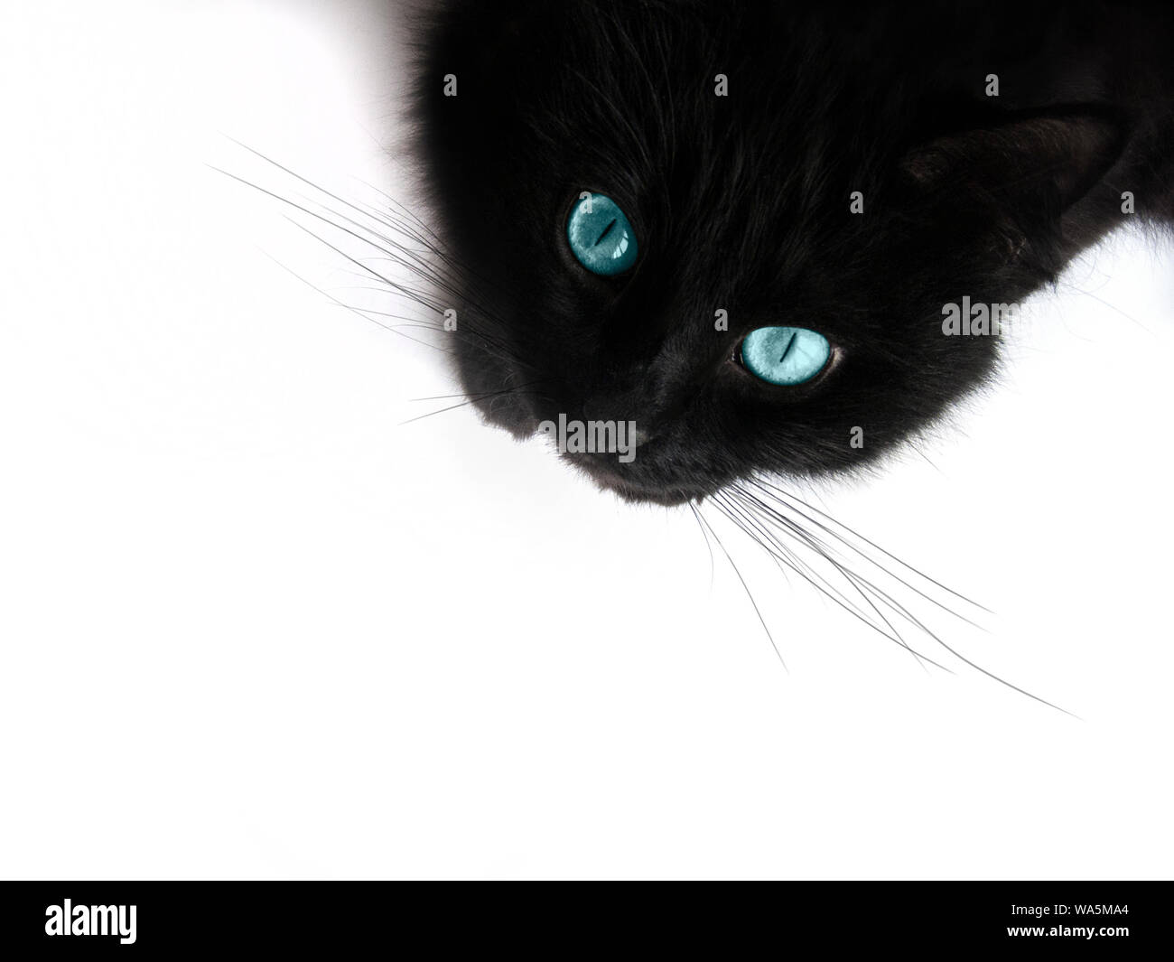 Schwarze Katze mit blauen Augen auf einem weißen Hintergrund  Stockfotografie - Alamy