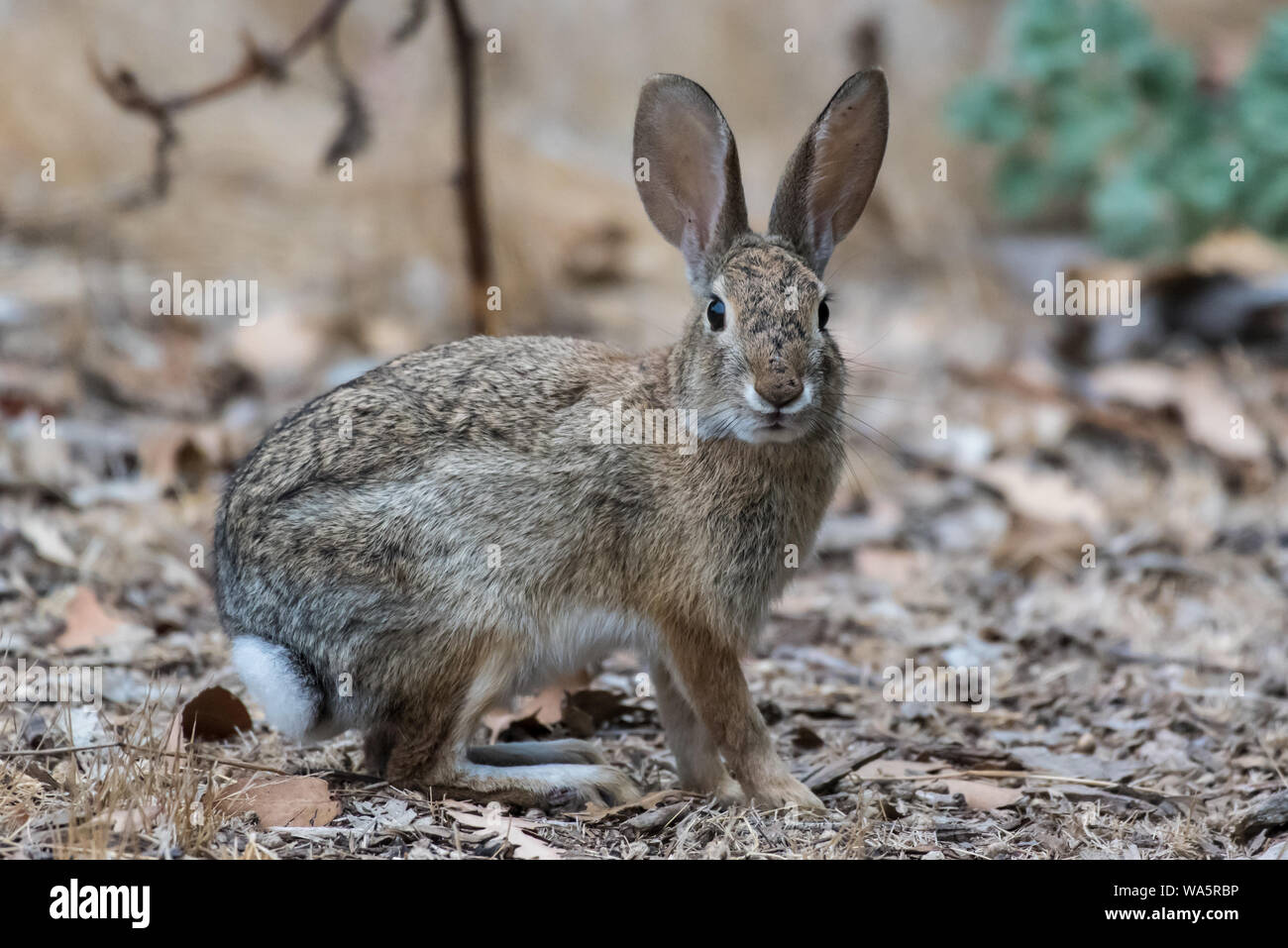 Furry Baumwolle Schwanz bunny rabbit Pausen einen Blick beim Überqueren der Wanderweg zu nehmen. Stockfoto