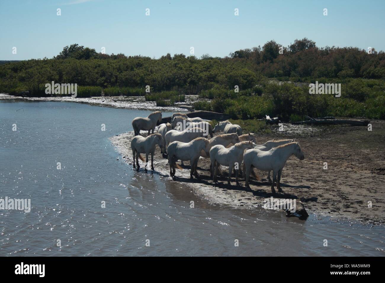 Herde weiß Camarguais Pferde in der Camargue National Park im Süden Frankreichs Stockfoto