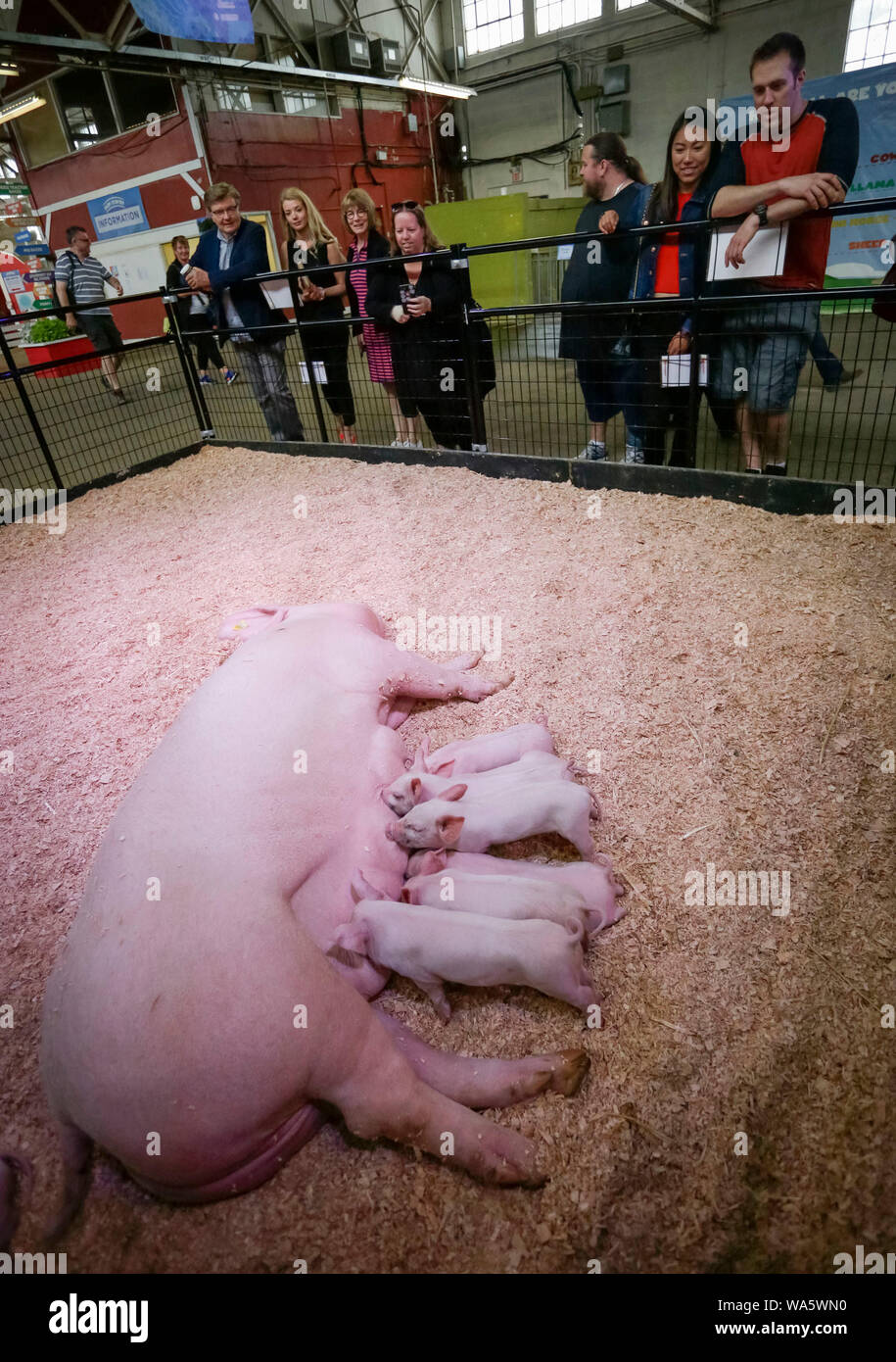 Vancouver, Kanada. 17 Aug, 2019. Die Menschen sehen ein Schwein füttern Baby Schweine während der landwirtschaftliche Messe bei Pacific National Exhibition in Vancouver, Kanada, August 17, 2019. Die landwirtschaftliche Messe bei Pacific National Exhibition präsentiert eine große Auswahl an landwirtschaftlichen Nutztieren und Aktivitäten für die Öffentlichkeit zu erleben und etwas über die Landwirtschaft in Kanada lernen. Credit: Liang Sen/Xinhua Stockfoto