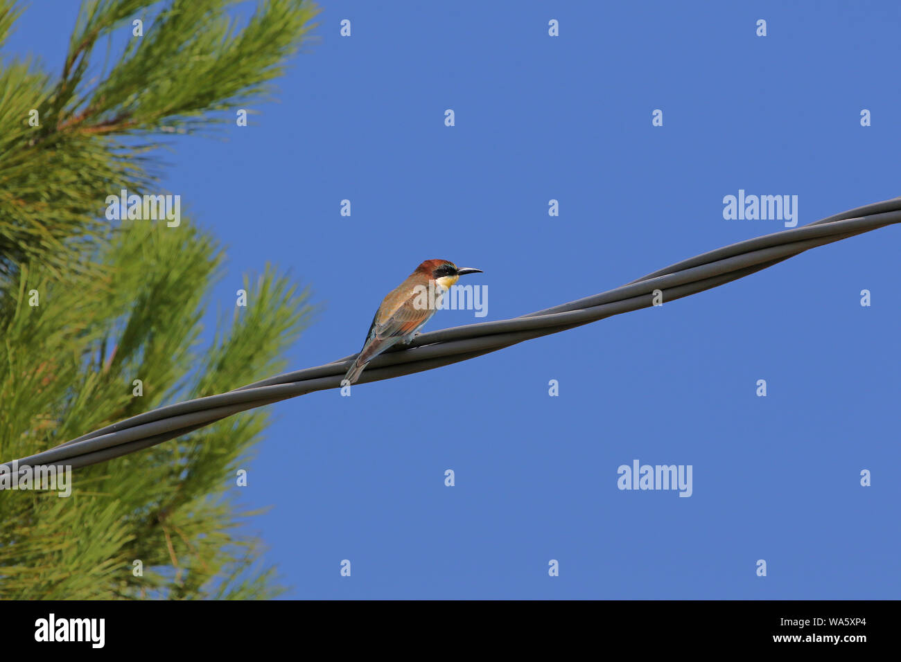 Europäischen oder Afrikanischen bee Eater oder Bienenfresser merops apiaster Familie Latein meropidae gruccione auf einen Draht in der Nähe von einem mediterranen thront Kiefer in Italien Stockfoto