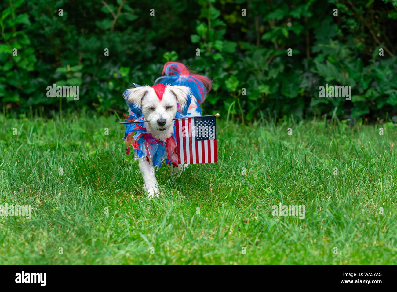 Kleiner Hund mit geschlossenen Augen Tragfahne im Gras Stockfoto