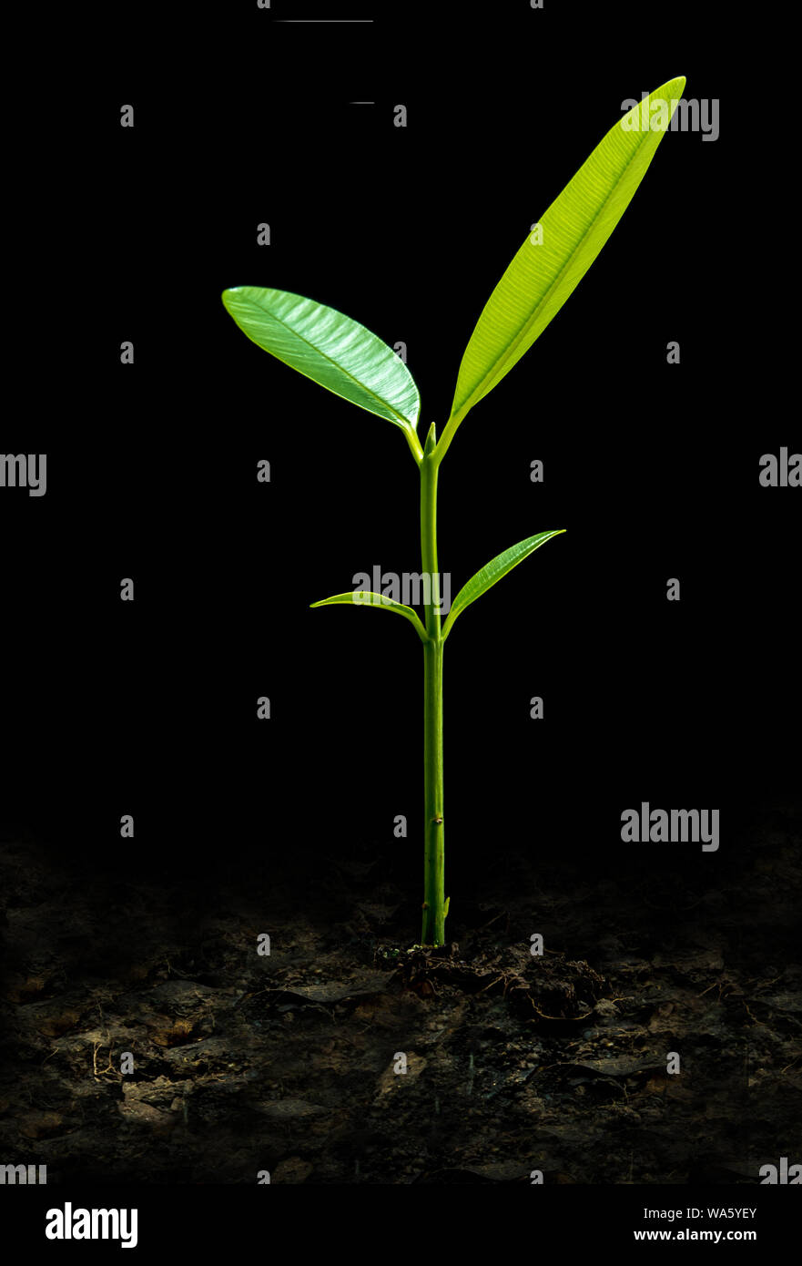 Bud Blätter der jungen Pflanze seeding in schwarzer Hintergrund Stockfoto