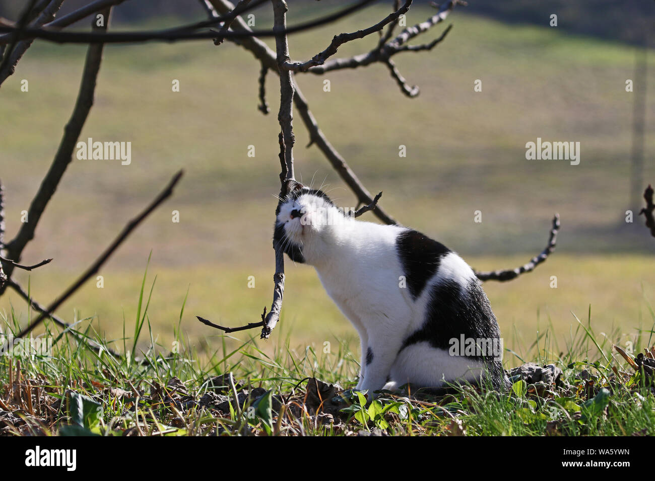 Ein sehr glückliches schwarze und weiße Katze an einem Baum ein Rescue pet-Symbol von Kalifornien Kolorado Illinois Tennessee nur nach Italien Quake 2016 Aufgegeben Stockfoto