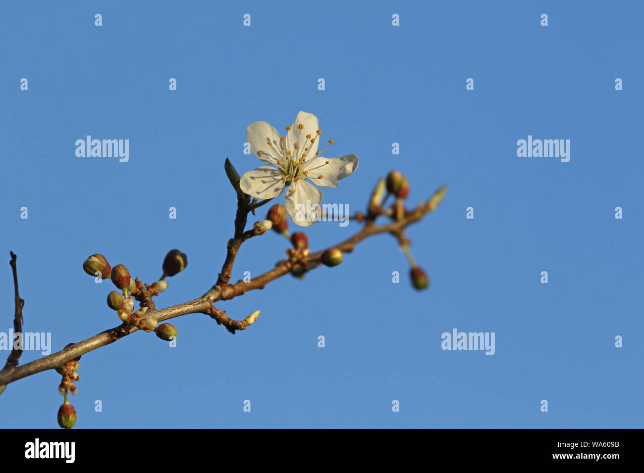Aprikose Frucht Baum Blüte im Frühling in Italien lateinischer Name Prunus armeniaca Rosaceae weißen Blüten und gelben Staubgefäßen im Frühjahr Stockfoto