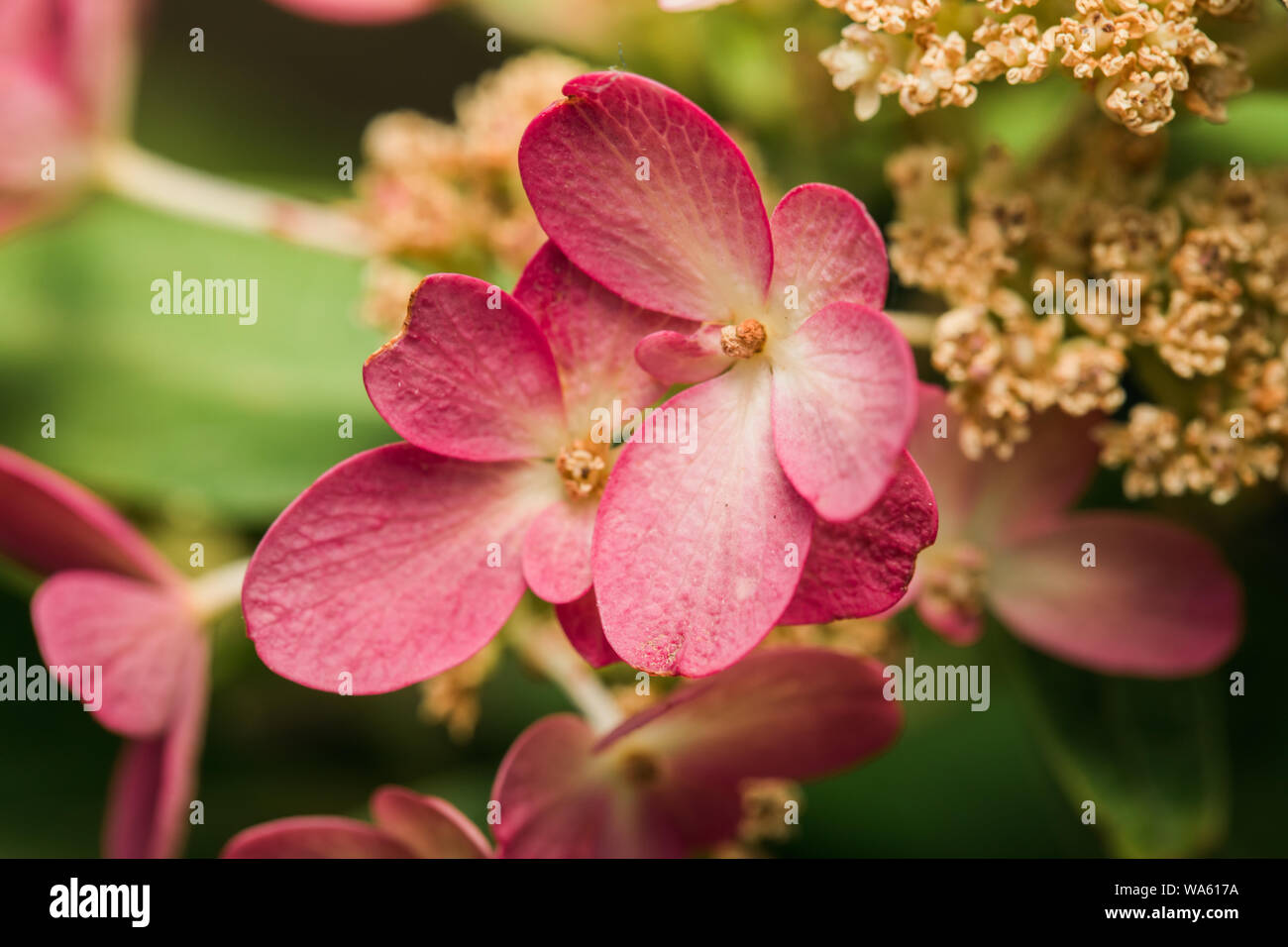 Eine Nahaufnahme von einer wunderschönen Blume Stockfoto