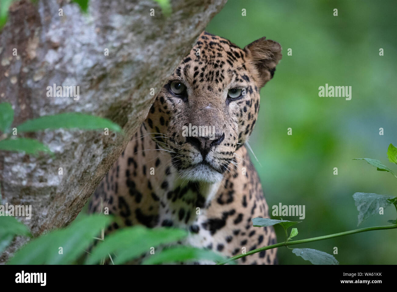 Ein reifer Mann Leopard in den Nagarhole Nationalpark, Indien Stockfoto