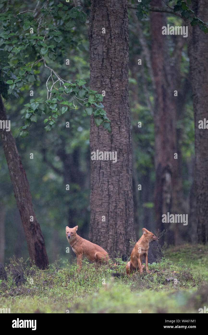 Ein paar Dhole am Nagarhole Nationalpark, Indien Stockfoto