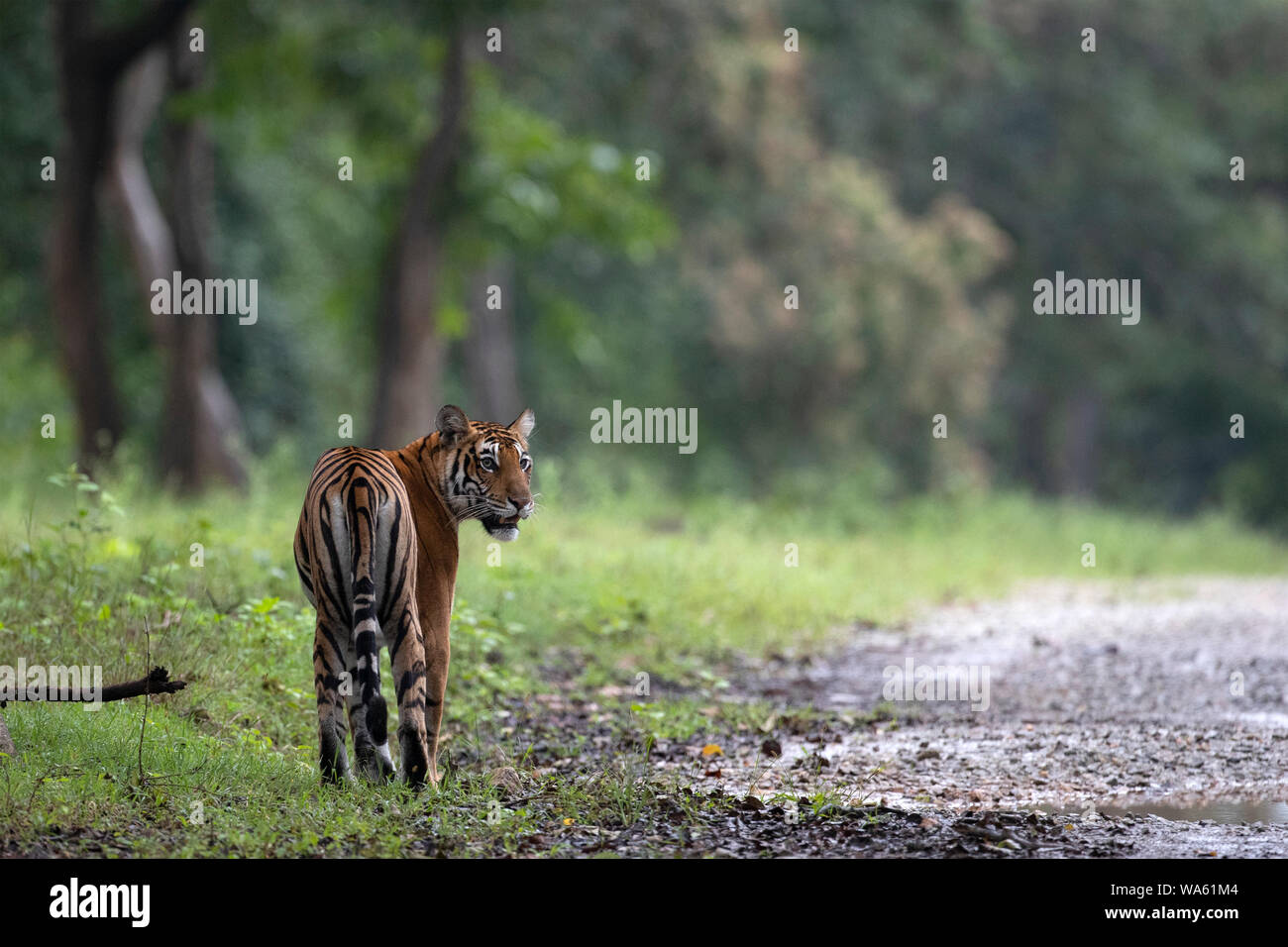 Einen weiblichen Bengal Tiger in den Nagarhole Nationalpark, Indien Stockfoto