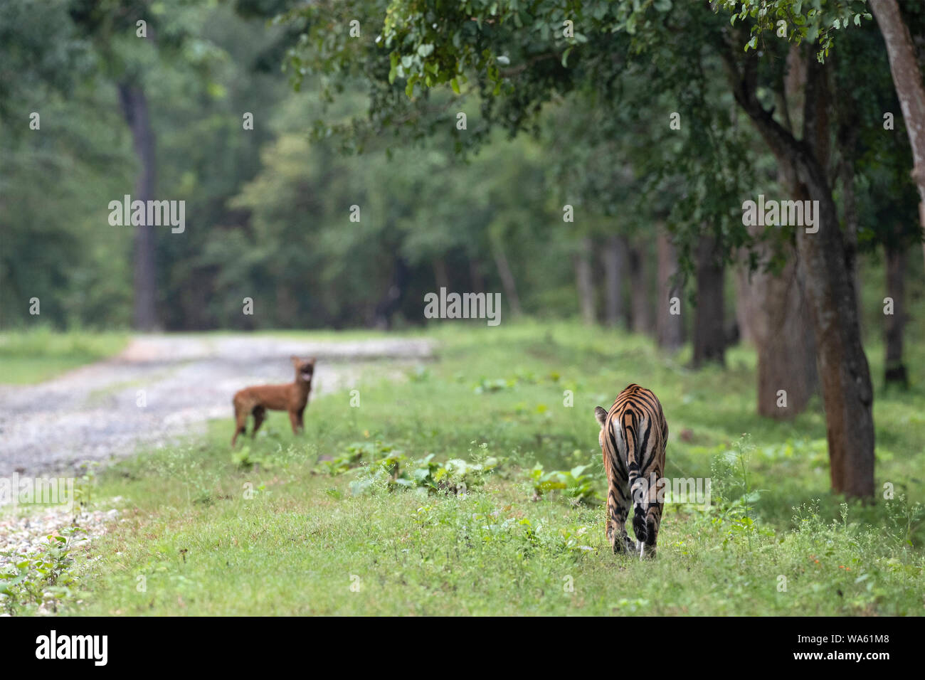 Ein dhole führt ein Tiger weg von Pack Stockfoto