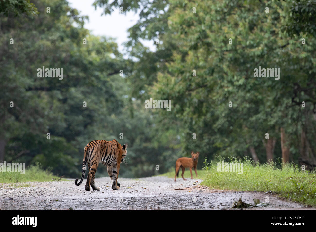 Ein dhole führt ein Tiger weg von Pack Stockfoto