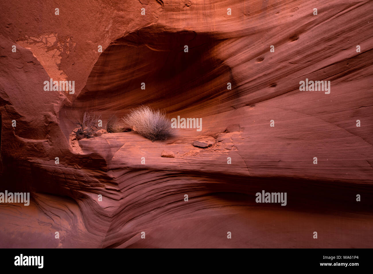 Ein tumbleweed in einem Slot Canyon in Northern Arizona gefangen. Stockfoto