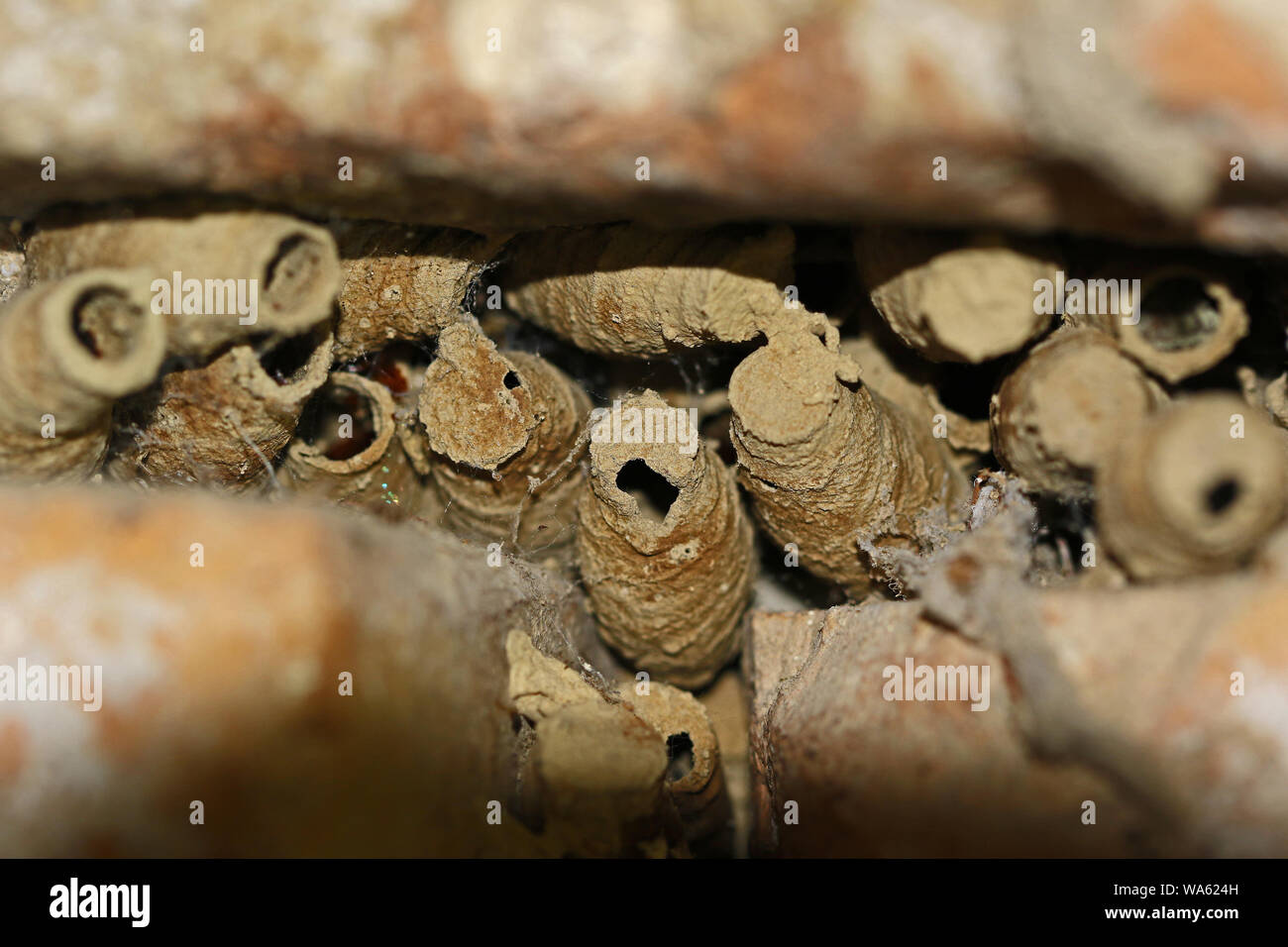 Wasp, Schlamm oder Schmutz oder Schlamm dauber dauber Latin Sceliphron caementarium Wespennester zwischen Mauerwerk in einem alten Gebäude im Zentrum von Italien Stockfoto