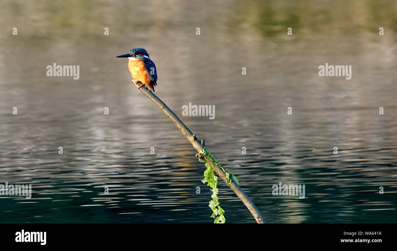 Eisvögel thront auf der Pole starrte Stockfoto