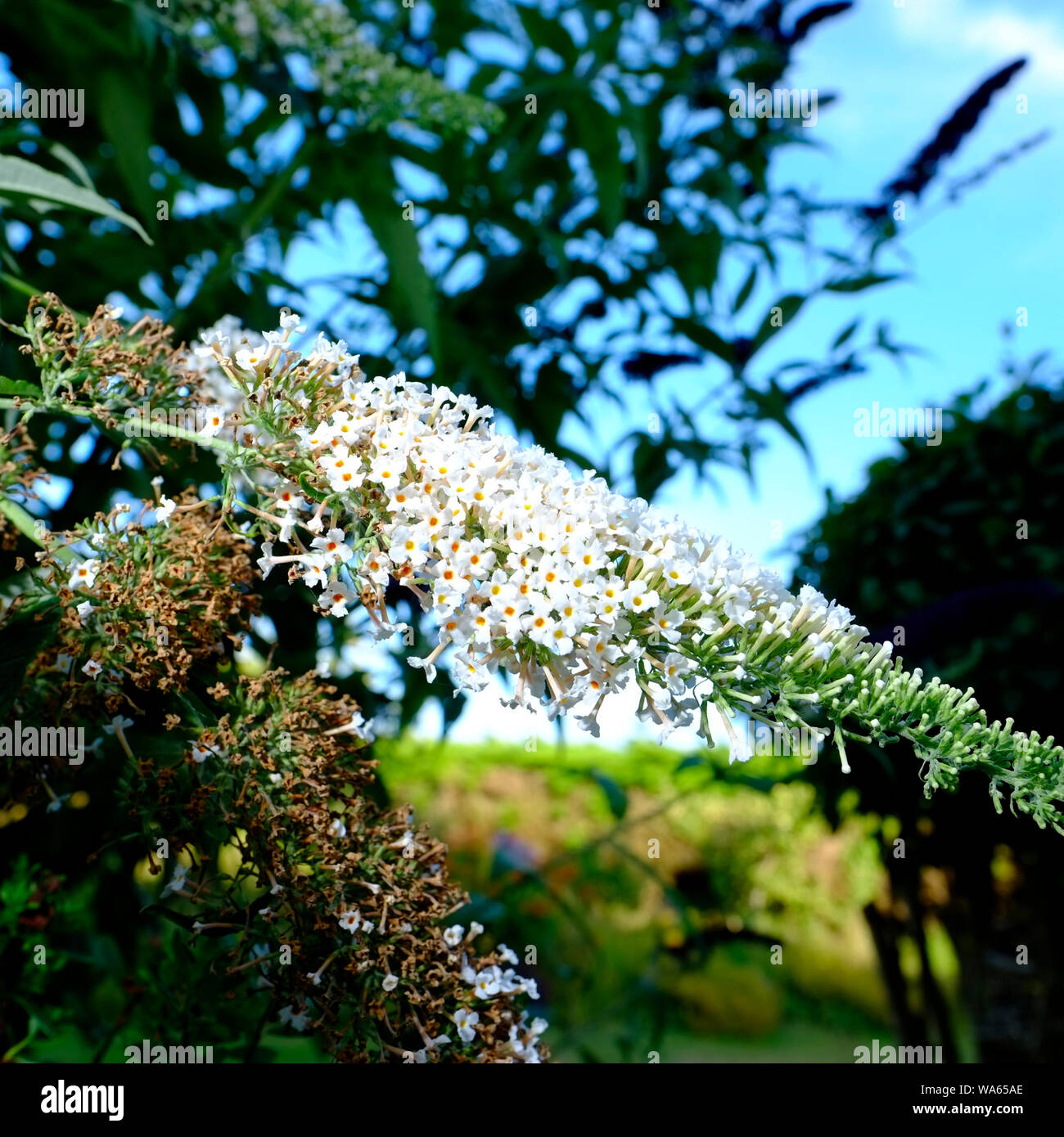 Buddleja davidii oder White Profusion Blumen in voller Blüte in einem englischen Cottage Garden Stockfoto