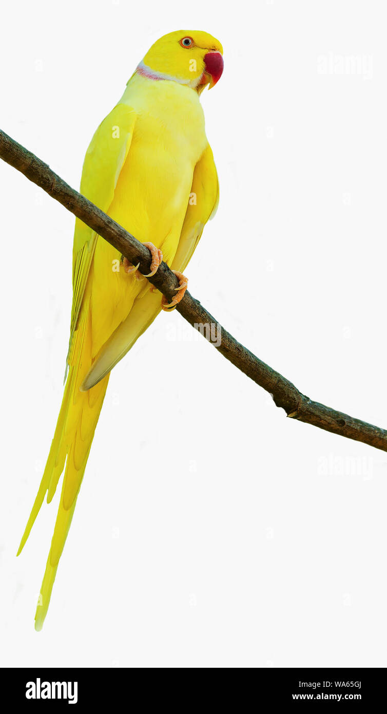 Kramer Alexandrine Papagei (Psittacula krameri) oder Indische beringt Papagei sitzen auf dem Zweig des Baumes isoliert auf weißem Stockfoto