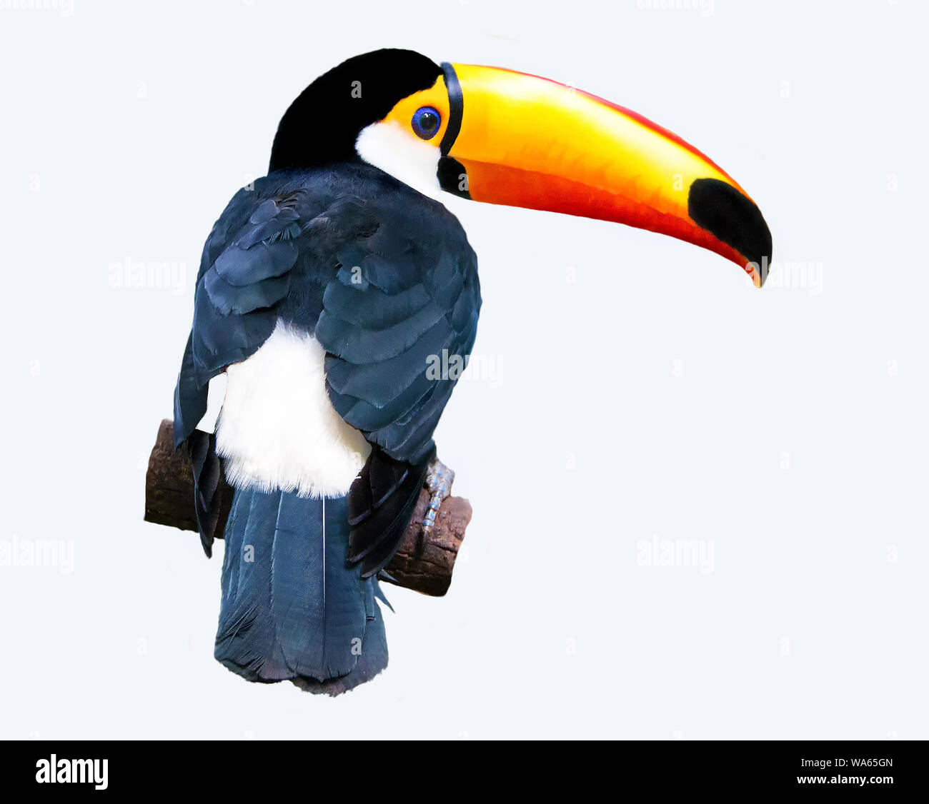 Toucan Toco zurück sitzen auf einem Ast auf weißem Hintergrund Stockfoto