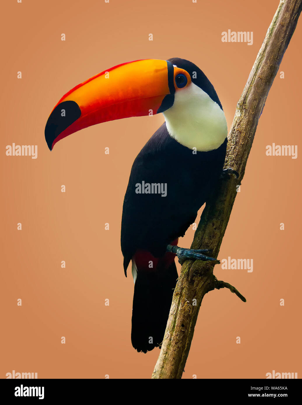 Toucan Toco sitzen auf einem Ast auf Pfirsich Hintergrund isoliert Stockfoto