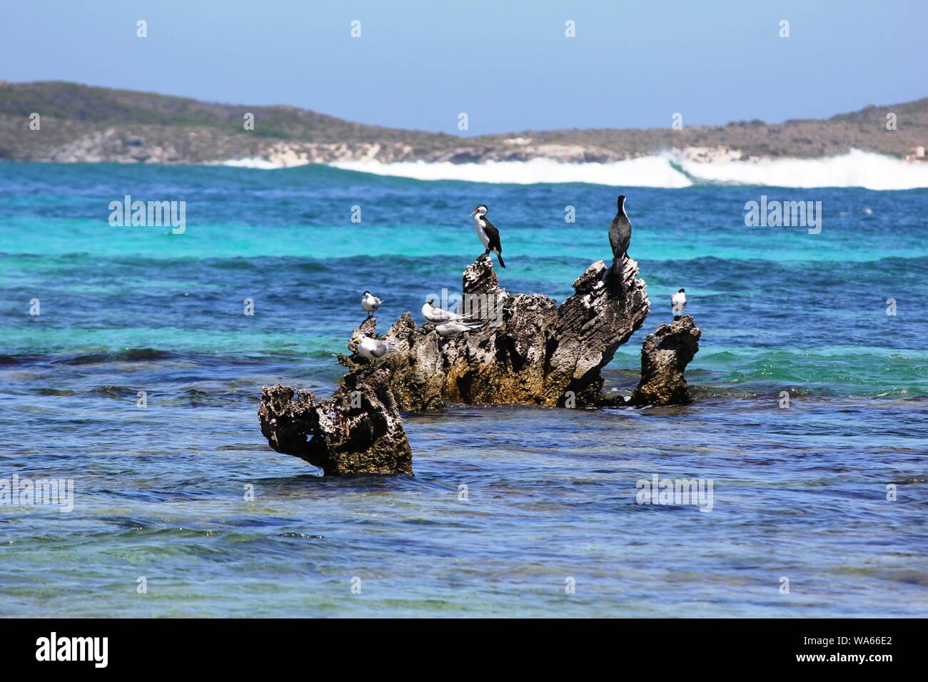 Kormoran Vögel trocknen selbst Stockfoto