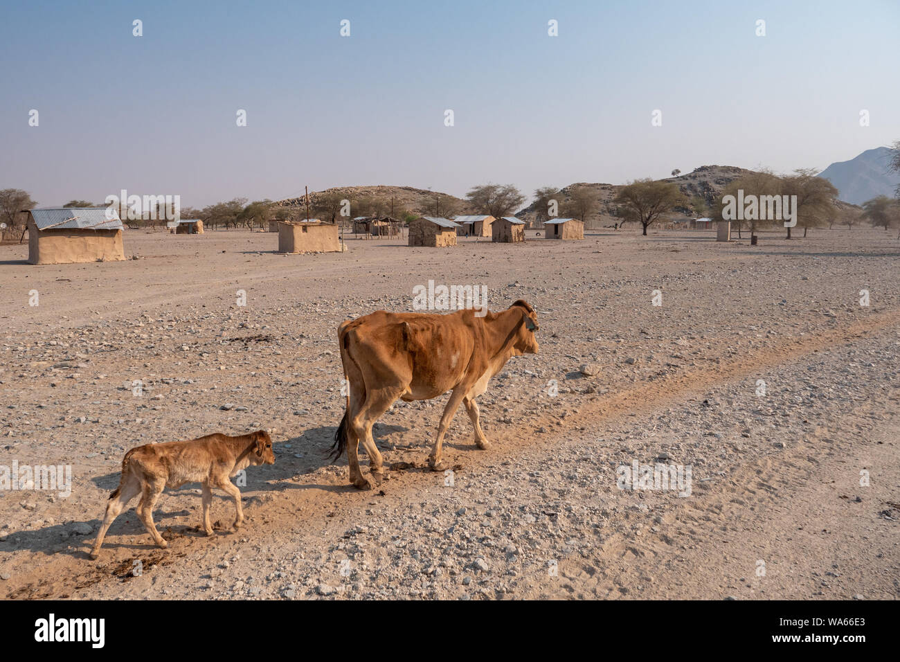 Sehr dünn, Ausgemergelten Kuh Wandern auf trockenem Land, das von einem Dorf in Kaokoveldt, Namibia, Afrika - ein Konzept für die Dürre und Hunger Stockfoto