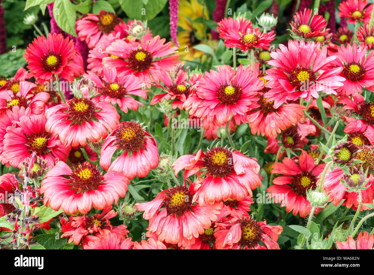 Bettdecke Blume, Gaillardia pulchela ' Blutrote' Blumenbeet Stockfoto