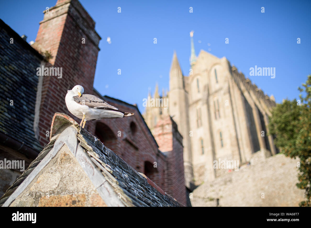 Möwe vor der Kirche Saint Michel Abbey Stockfoto