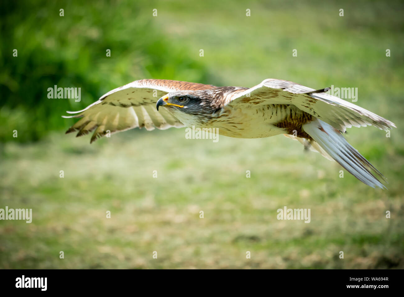 Falcon fliegen tief am Boden in der Nähe von Stockfoto