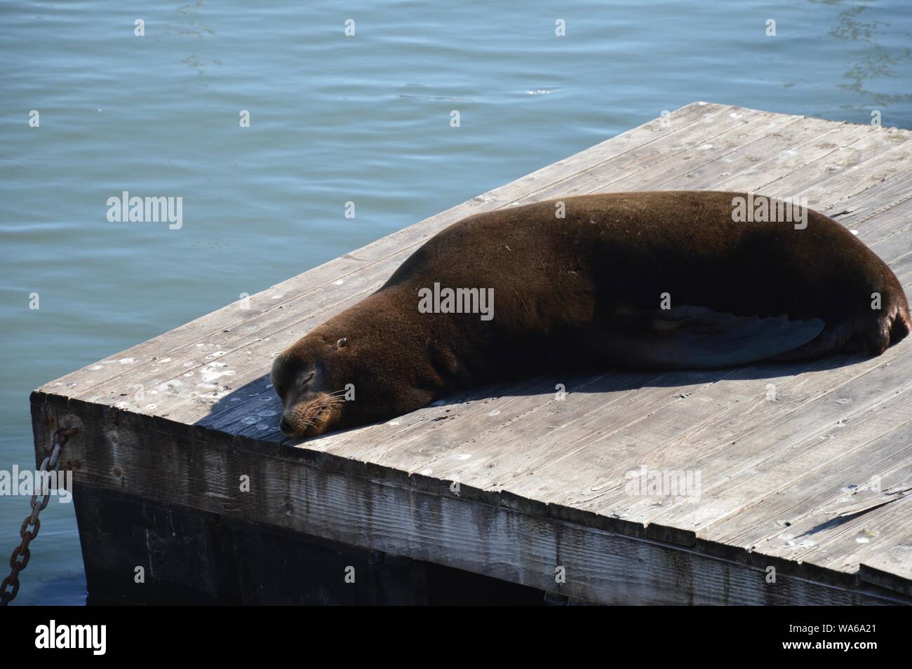Friedlich schlafenden Seelöwen am Pier Stockfoto