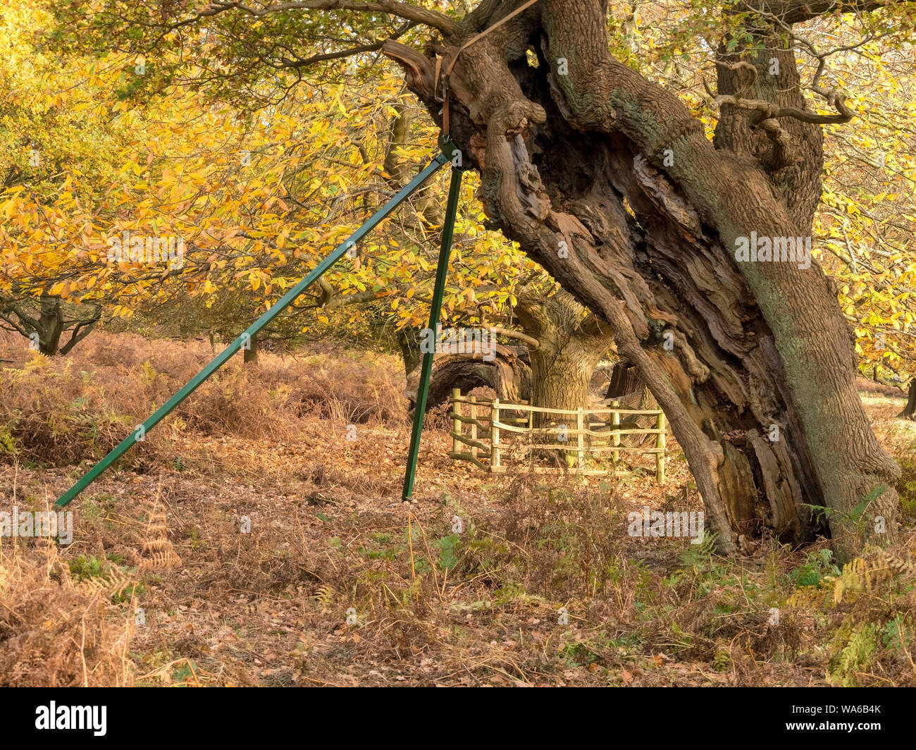 Stahlstreben Förderung und Schutz einer alten zerfallenden Englisch Oak Tree in Bradgate Park, Leicestershire, England, Großbritannien Stockfoto