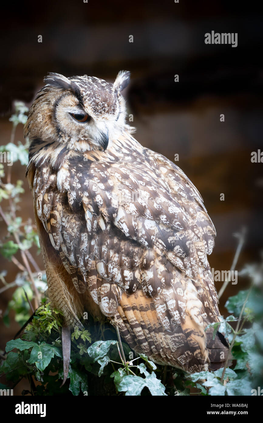 Uhu sitzt auf einem Zweig zu schließen, Stockfoto