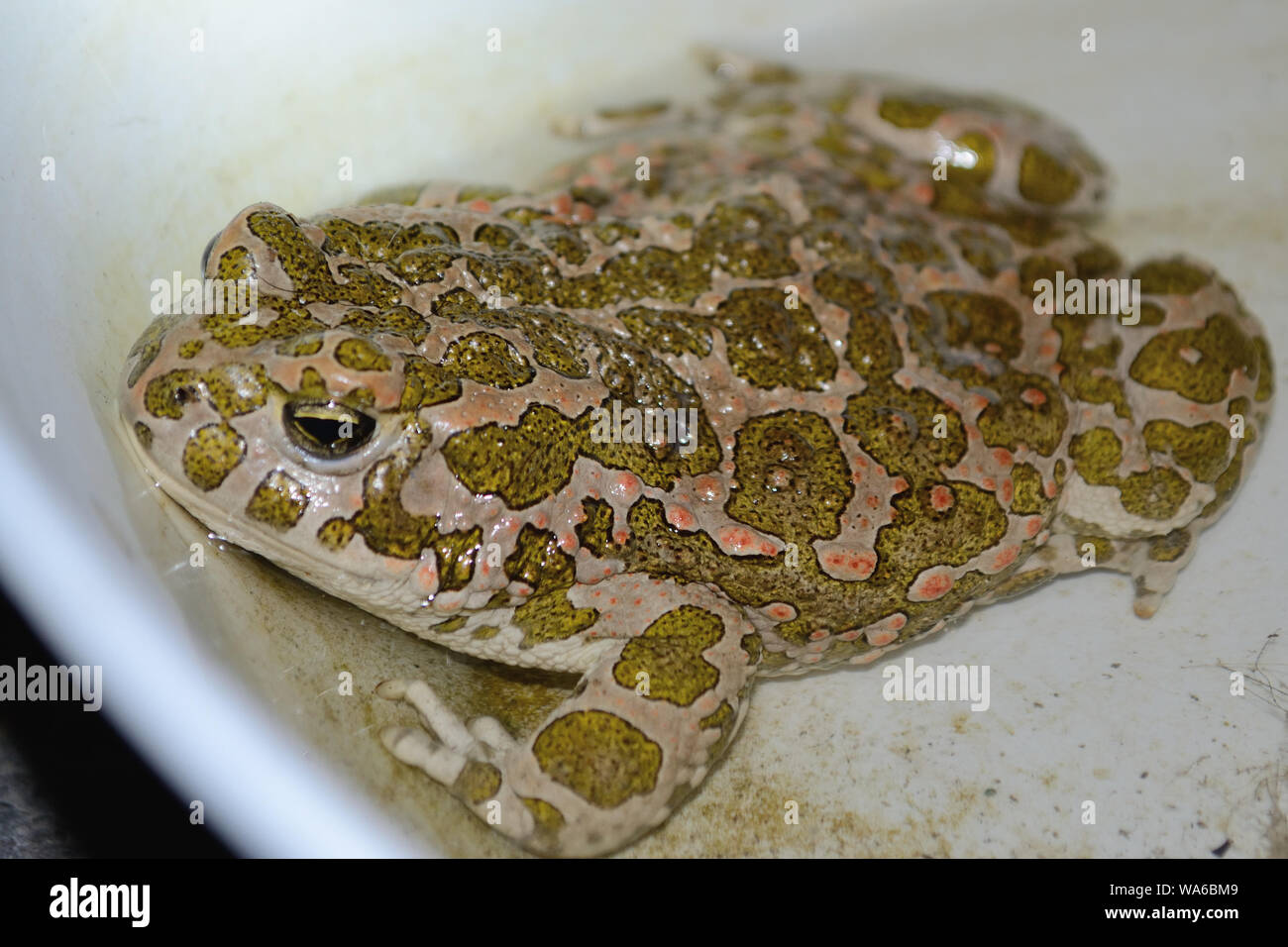 In der Nähe von Europäischen Grünen Kröte in einem Wassernapf, Bufo viridis Frosch Stockfoto