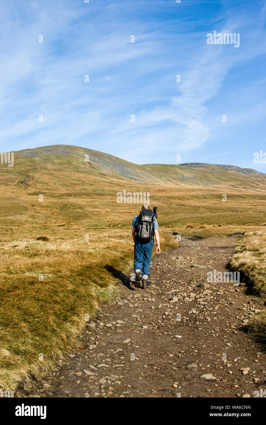 Ein einsamer Wanderer Fortschritte über einen Fußweg in Richtung zu einem Berg an einem schönen Tag geleitet. Ingleborough. Yorkshire Dales Stockfoto