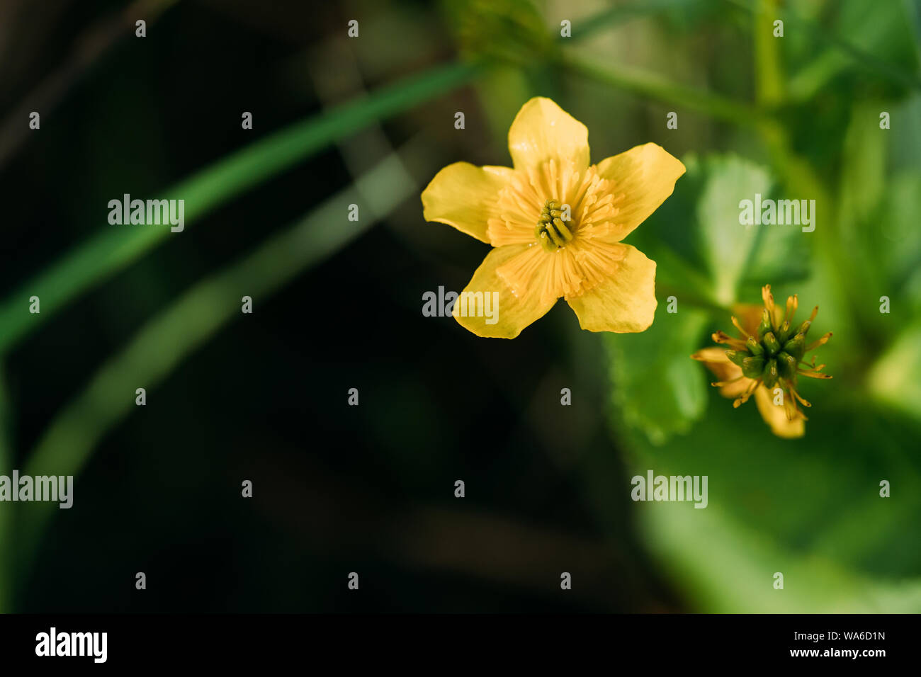 Caltha palustris, bekannt als Sumpf - Ringelblume und Kingcup, ist eine ausdauernde krautige Pflanze der Hahnenfußgewächse, beheimatet in Sümpfen, Mooren, Gräben und W Stockfoto