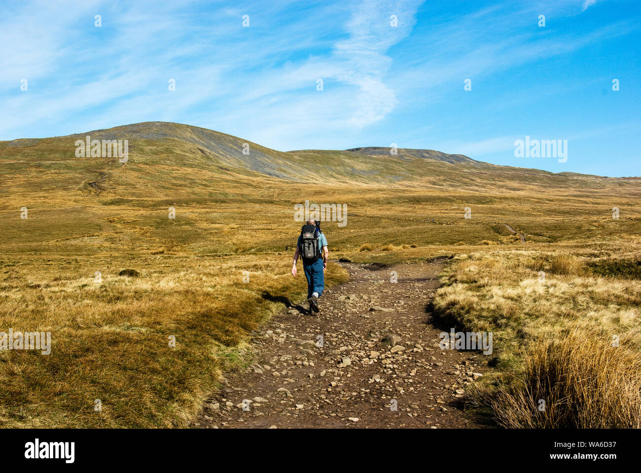Ein einsamer Wanderer Fortschritte über einen Fußweg in Richtung zu einem Berg an einem schönen Tag geleitet. Ingleborough. Yorkshire Dales Stockfoto