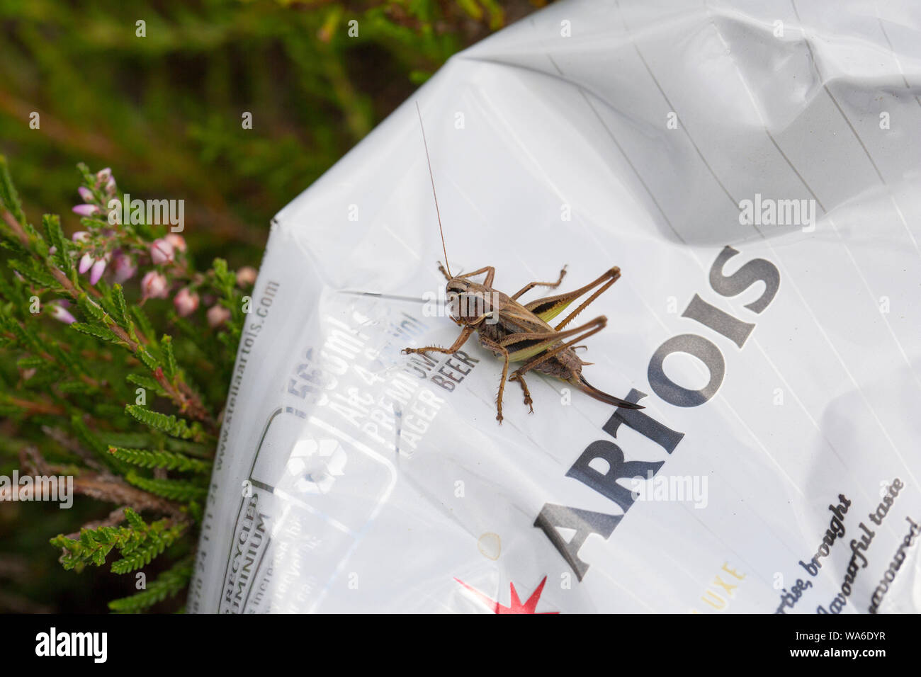 Eine weibliche Bog Bush - Kricket sitzen auf einem zerkleinert und verworfen, Stella Artois. Bier kann, mit Heidekraut hinterlassen hat. New Forest Hampshire UK GB Stockfoto