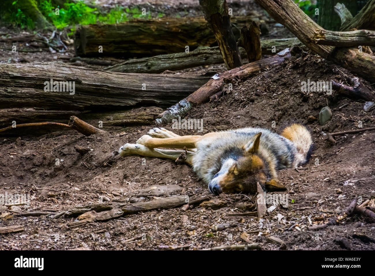 Nahaufnahme von einem grauen Wold auf dem Boden schlafen im Wald, fleischfressende Tierart die Wälder Eurasiens Stockfoto