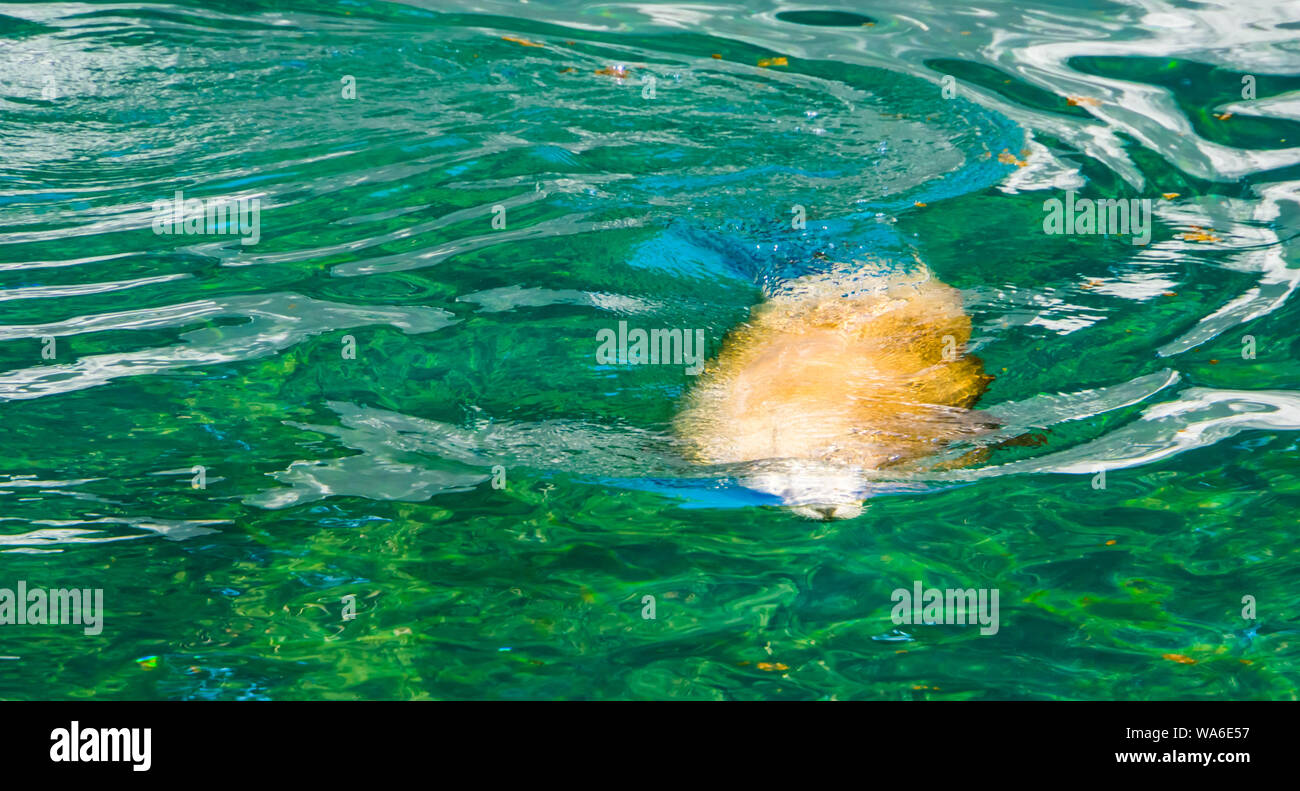 Sea Lion Schwimmen unter Wasser in Nahaufnahme, Eared Dichtung specie, marine Leben Tiere Stockfoto